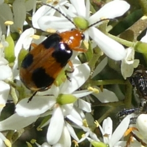 Aulacophora hilaris at QPRC LGA - suppressed