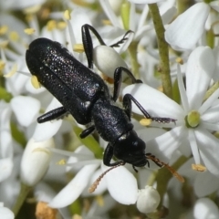 Eleale simplex (Clerid beetle) at Charleys Forest, NSW - 3 Feb 2021 by arjay