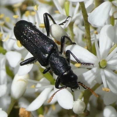 Eleale simplex (Clerid beetle) at Charleys Forest, NSW - 3 Feb 2021 by arjay