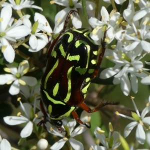 Eupoecila australasiae at QPRC LGA - suppressed