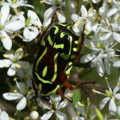 Eupoecila australasiae (Fiddler Beetle) at Charleys Forest, NSW - 3 Feb 2021 by arjay