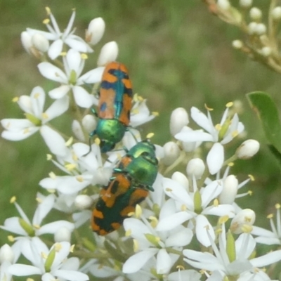 Castiarina scalaris (Scalaris jewel beetle) at QPRC LGA - 5 Feb 2021 by arjay