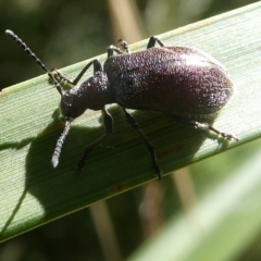 Ecnolagria sp. (genus) (A brown darkling beetle) at Charleys Forest, NSW - 6 Feb 2021 by arjay