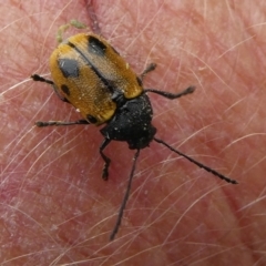 Cadmus (Cadmus) litigiosus (Leaf beetle) at Charleys Forest, NSW - 7 Feb 2021 by arjay