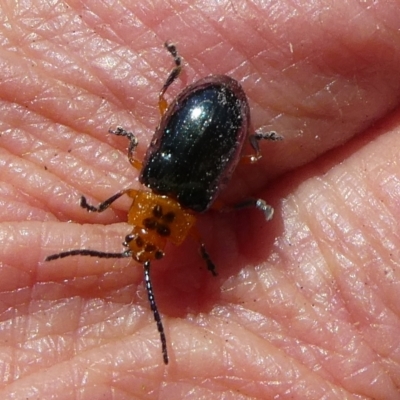 Lamprolina (genus) (Pittosporum leaf beetle) at Charleys Forest, NSW - 3 Apr 2021 by arjay