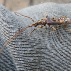 Tessaromma undatum (Velvet eucalypt longhorn beetle) at Mongarlowe River - 24 Sep 2021 by arjay