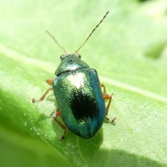 Edusella sp. (genus) (A leaf beetle) at Charleys Forest, NSW - 15 Nov 2021 by arjay