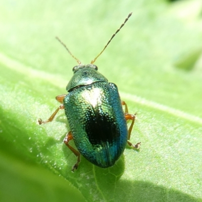 Edusella sp. (genus) (A leaf beetle) at Charleys Forest, NSW - 15 Nov 2021 by arjay