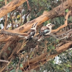 Dacelo novaeguineae (Laughing Kookaburra) at Eastern Hill Reserve - 26 Dec 2023 by KylieWaldon