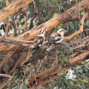 Dacelo novaeguineae at Eastern Hill Reserve - 26 Dec 2023 06:29 AM