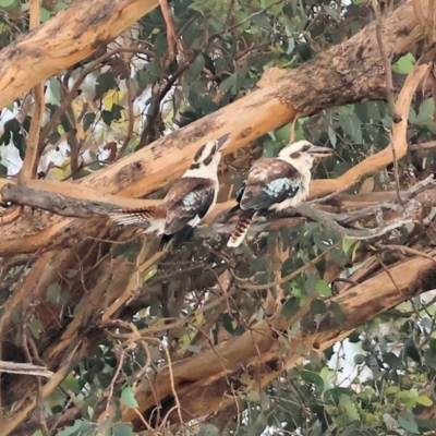 Dacelo novaeguineae (Laughing Kookaburra) at Eastern Hill Reserve - 25 Dec 2023 by KylieWaldon