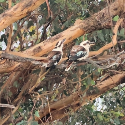 Dacelo novaeguineae (Laughing Kookaburra) at Eastern Hill Reserve - 26 Dec 2023 by KylieWaldon