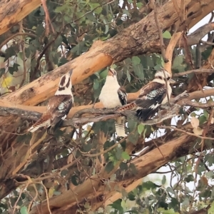 Dacelo novaeguineae at Eastern Hill Reserve - 26 Dec 2023