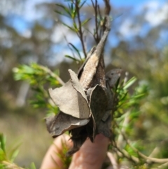 Hyalarcta huebneri (Leafy Case Moth) at Carwoola, NSW - 26 Dec 2023 by Csteele4