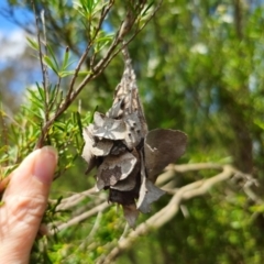 Hyalarcta huebneri at QPRC LGA - 26 Dec 2023 01:50 PM