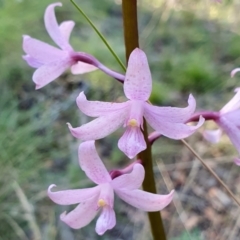 Dipodium roseum (Rosy Hyacinth Orchid) at Yass River, NSW - 26 Dec 2023 by SenexRugosus