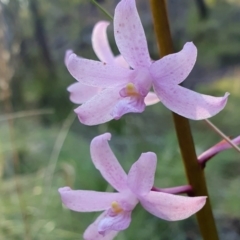 Dipodium roseum at Rugosa - suppressed