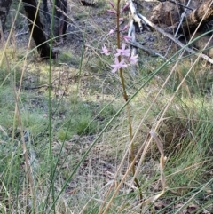 Dipodium roseum at Rugosa - 26 Dec 2023