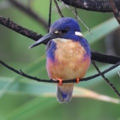 Ceyx azureus (Azure Kingfisher) at Wodonga, VIC - 25 Dec 2023 by KylieWaldon