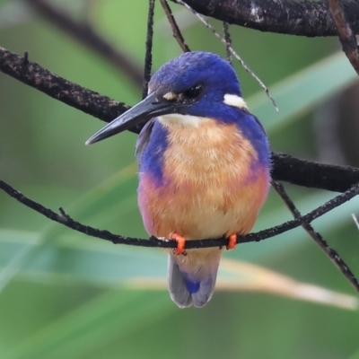 Ceyx azureus (Azure Kingfisher) at Wodonga, VIC - 25 Dec 2023 by KylieWaldon