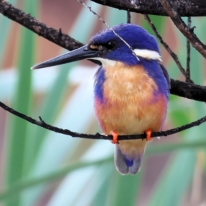 Ceyx azureus at Belvoir Park - 26 Dec 2023