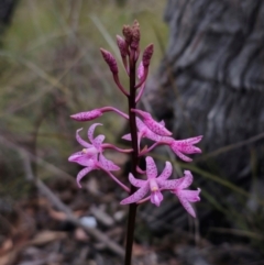 Dipodium roseum (Rosy Hyacinth Orchid) at Captains Flat, NSW - 26 Dec 2023 by Csteele4