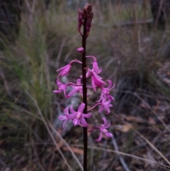 Dipodium roseum at QPRC LGA - 26 Dec 2023