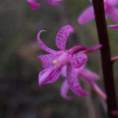 Dipodium roseum at QPRC LGA - 26 Dec 2023