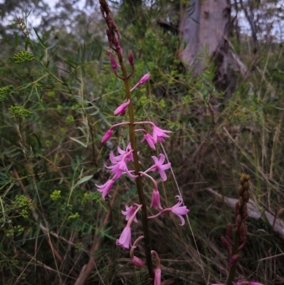 Dipodium roseum (Rosy Hyacinth Orchid) at Captains Flat, NSW - 26 Dec 2023 by Csteele4
