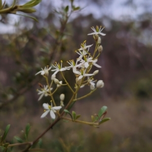 Bursaria spinosa subsp. lasiophylla at QPRC LGA - 26 Dec 2023