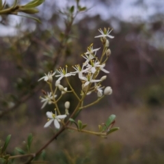 Bursaria spinosa subsp. lasiophylla (Australian Blackthorn) at Captains Flat, NSW - 26 Dec 2023 by Csteele4