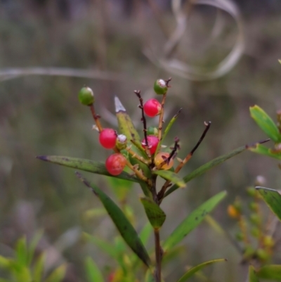 Leucopogon affinis (Lance Beard-heath) at QPRC LGA - 26 Dec 2023 by Csteele4