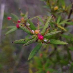 Leucopogon affinis at QPRC LGA - 26 Dec 2023