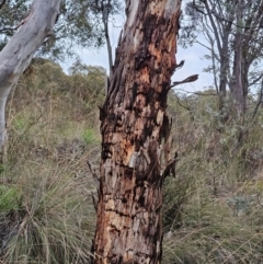 Eucalyptus rubida (Candlebark) at Captains Flat, NSW - 26 Dec 2023 by Csteele4