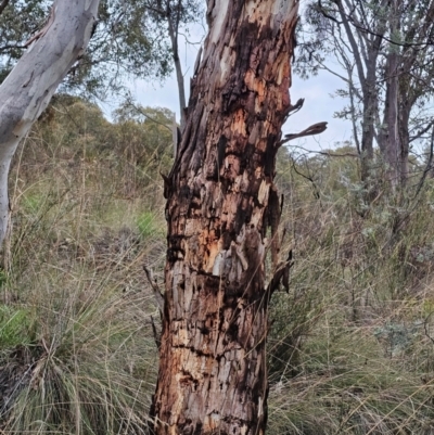 Eucalyptus rubida (Candlebark) at Captains Flat, NSW - 26 Dec 2023 by Csteele4