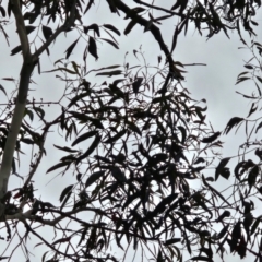 Eucalyptus rubida at QPRC LGA - 26 Dec 2023