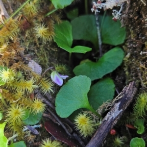 Viola curtisiae at Wellington Park, TAS - suppressed