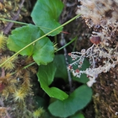 Viola curtisiae at Wellington Park, TAS - suppressed