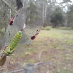 Orthodera ministralis at South East Forest National Park - 24 Dec 2023 by JBrickhill