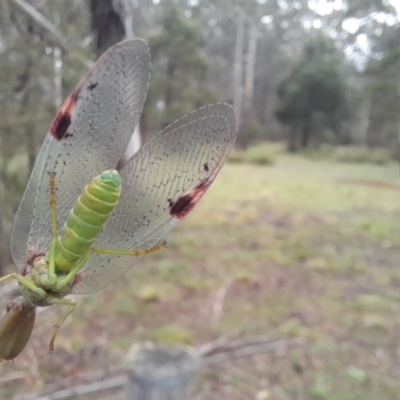 Orthodera ministralis at Tantawangalo, NSW - 23 Dec 2023 by JBrickhill