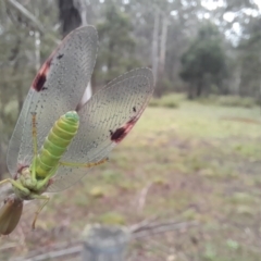 Unidentified Praying mantis (Mantodea) at Tantawangalo, NSW - 23 Dec 2023 by JBrickhill
