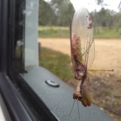Mantispidae (Family) at South East Forest National Park - 24 Dec 2023 10:25 AM