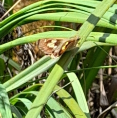 Hesperilla idothea (Flame Sedge-skipper) at South East Forest National Park - 24 Dec 2023 by JBrickhill