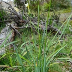 Diplarrena moraea (White Flag Iris) at South East Forest National Park - 24 Dec 2023 by JBrickhill