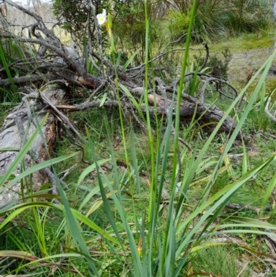 Diplarrena moraea (White Flag Iris) at South East Forest National Park - 24 Dec 2023 by JBrickhill