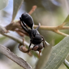 Unidentified Spider wasp (Pompilidae) at Parkes, ACT - 26 Dec 2023 by Hejor1