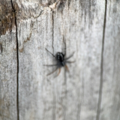 Nyssus coloripes (Spotted Ground Swift Spider) at Parkes, ACT - 26 Dec 2023 by Hejor1