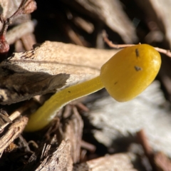 Bolbitius titubans (Yellow Fieldcap Mushroom) at Parkes, ACT - 26 Dec 2023 by Hejor1