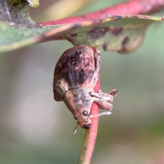 Gonipterus sp. (genus) (Eucalyptus Weevil) at Parkes, ACT - 26 Dec 2023 by Hejor1