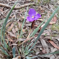 Patersonia fragilis (Short Purple Flag) at Glen Allen, NSW - 24 Dec 2023 by JBrickhill